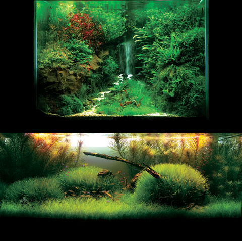 Aqua Forest Aquarium