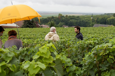 Veuve Clicquot - le vigne