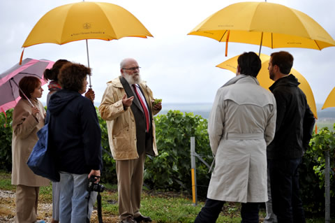 Veuve Clicquot - le vigne