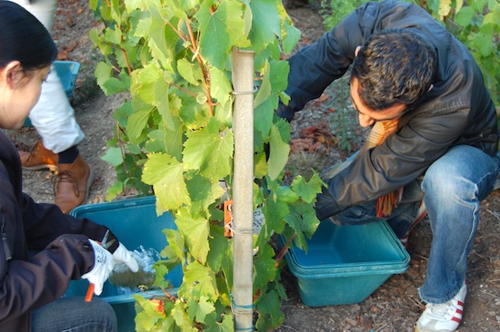 Veuve Clicquot Ponsardin Champagne: la vendemmia #2