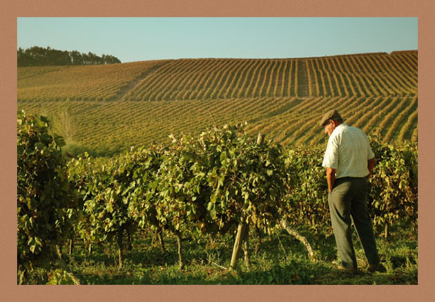 Mondovino
