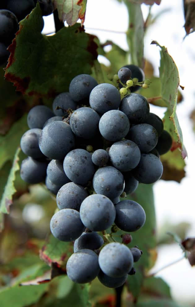 Un grappolo di Sorbara con la tipica acinellatura
