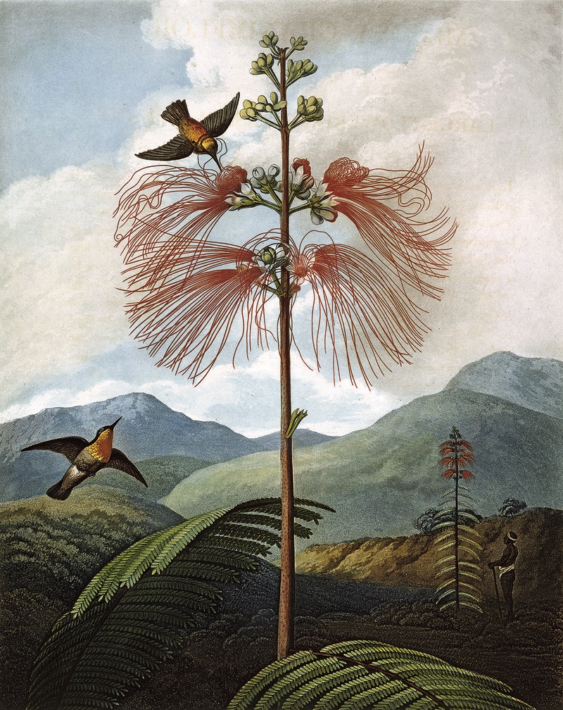 Large Flowering Sensitive Plant, da Robert John Thornton, The Temple of Flora, 1799, Philip Reinagle © Natural History Museum, London / Science Photo Library