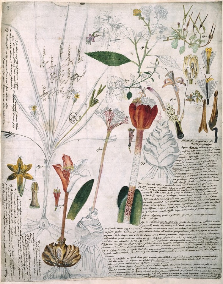Various flowering plants, 1792, Nikolaus Joseph von Jacquin and Johannes Scarf © Natural History Museum, London / Science Photo Library