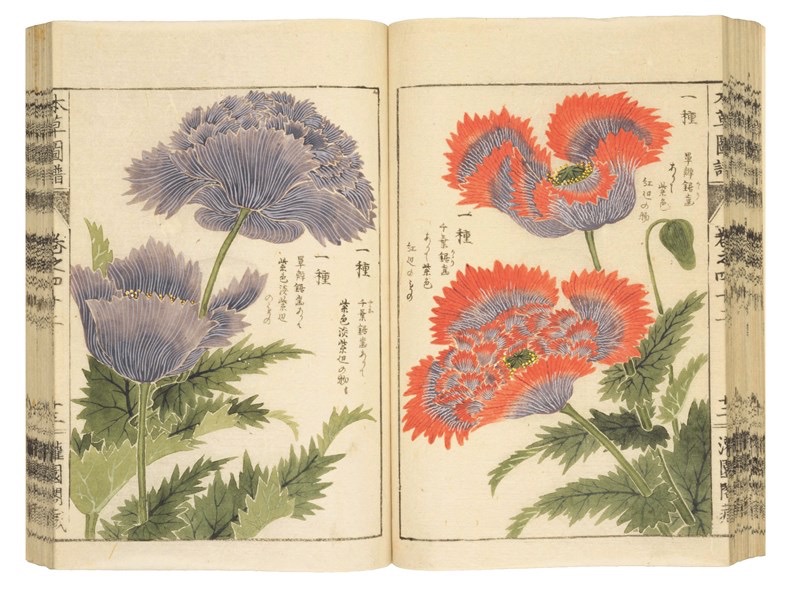 Papaver somniferum, da Honzō Zufu, 1920–2, Wasaki Tsunemasa © The National Diet Library, Tokyo. Courtesy the National Diet Library, Japan