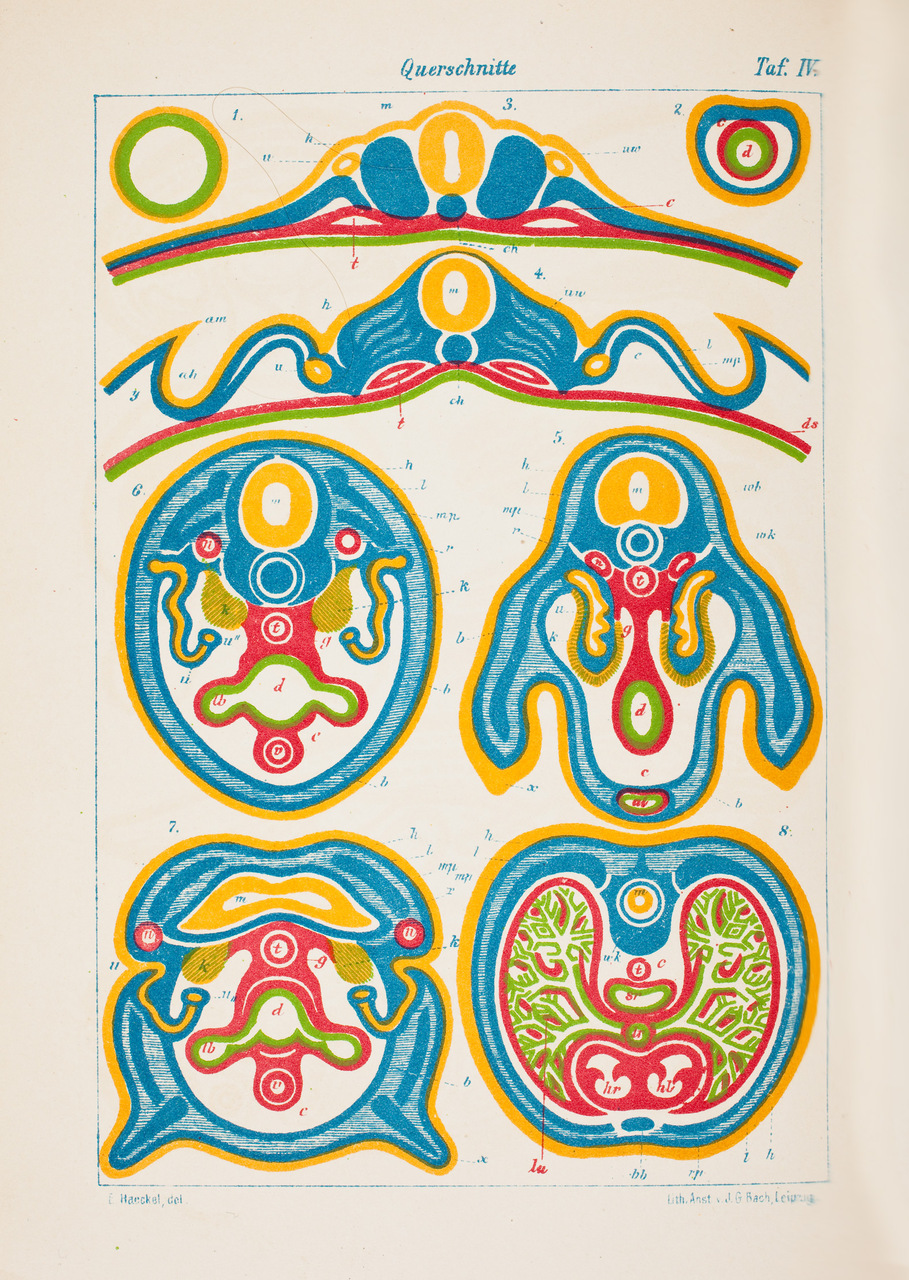 Strati di cellule nell'embrione. Tavola tratta da “Anthropogenie, oder, Entwickelungsgeschichte des Menschen”, 1874, di Ernst Haeckel (1834-1919)