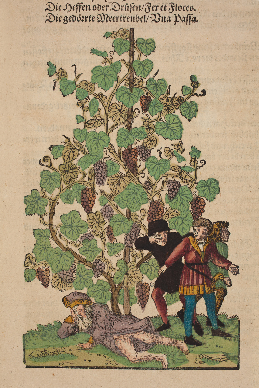 Viti. Tavola tratta da “Kreutterbuch”, di Hieronymus Bock (1498–1554)