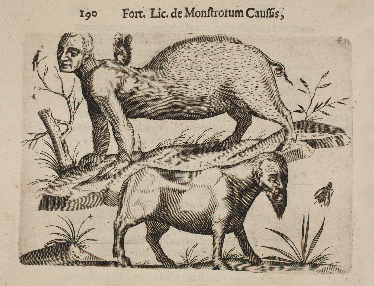 Mostro mezzo uomo e mezzo maiale e mezzo uomo e mezza mucca. Tavola tratta da “De Monstrorum Natura, Caussis, et Differentis”, di Fortunio Liceti (1577-1657)