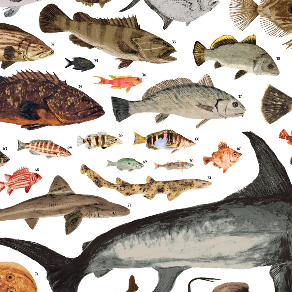con Articolo in Omaggio 2 aste Nere Empire Interactive Soggetto: I Pesci del Mediterraneo Poster 